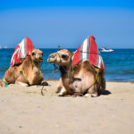 due cammelli in una delle migliori spiagge in marocco
