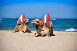due cammelli in una delle migliori spiagge in marocco